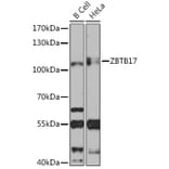 Western Blot - Anti-Miz1 Antibody (A92013) - Antibodies.com