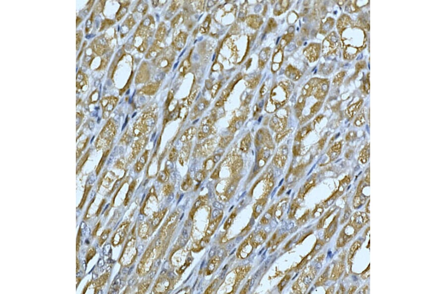 Immunohistochemistry - Anti-Rab4 Antibody (A92016) - Antibodies.com