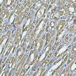 Immunohistochemistry - Anti-Rab4 Antibody (A92016) - Antibodies.com