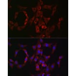 Immunofluorescence - Anti-Rab4 Antibody (A92016) - Antibodies.com