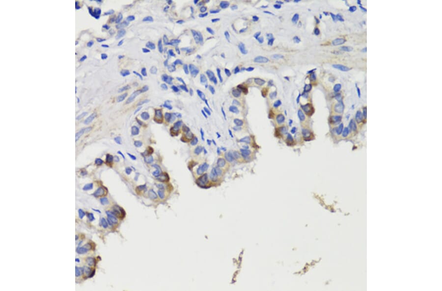 Immunohistochemistry - Anti-Deptor Antibody (A92017) - Antibodies.com
