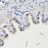 Immunohistochemistry - Anti-Deptor Antibody (A92017) - Antibodies.com
