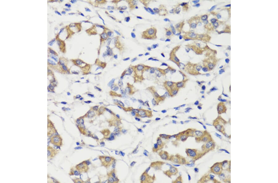 Immunohistochemistry - Anti-Deptor Antibody (A92017) - Antibodies.com