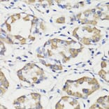 Immunohistochemistry - Anti-Deptor Antibody (A92017) - Antibodies.com