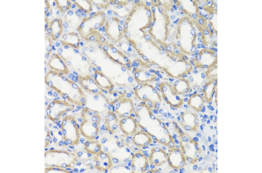 Immunohistochemistry - Anti-Deptor Antibody (A92017) - Antibodies.com