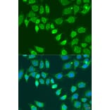 Immunofluorescence - Anti-L2HGDH Antibody (A92018) - Antibodies.com