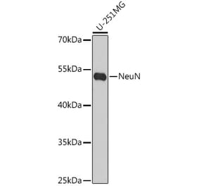 Western Blot - Anti-NeuN Antibody (A92020) - Antibodies.com