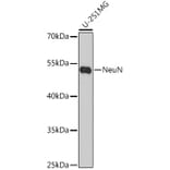 Western Blot - Anti-NeuN Antibody (A92020) - Antibodies.com
