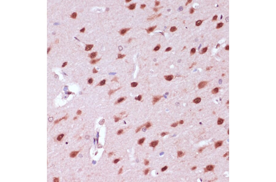 Immunohistochemistry - Anti-NeuN Antibody (A92020) - Antibodies.com
