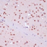 Immunohistochemistry - Anti-NeuN Antibody (A92020) - Antibodies.com