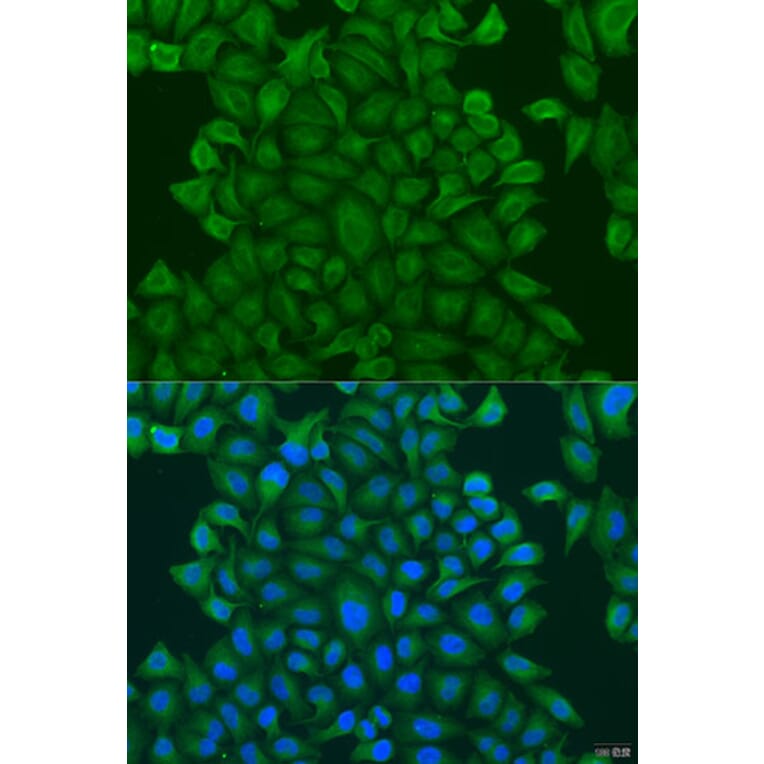 Immunofluorescence - Anti-GSTM3 Antibody (A15062) - Antibodies.com