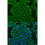 Immunofluorescence - Anti-GSTM3 Antibody (A15062) - Antibodies.com