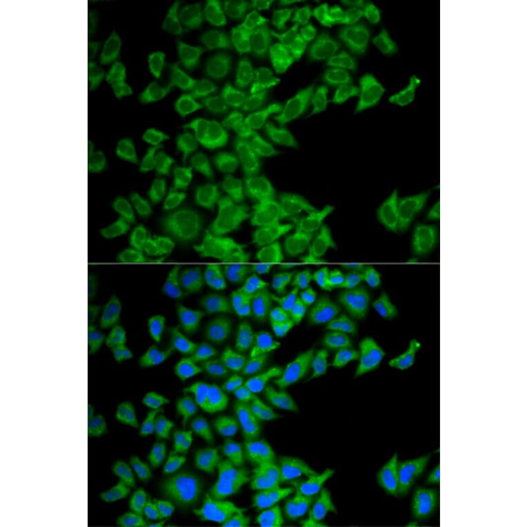 Immunofluorescence - Anti-DIABLO Antibody (A13432) - Antibodies.com