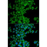 Immunofluorescence - Anti-DIABLO Antibody (A13432) - Antibodies.com