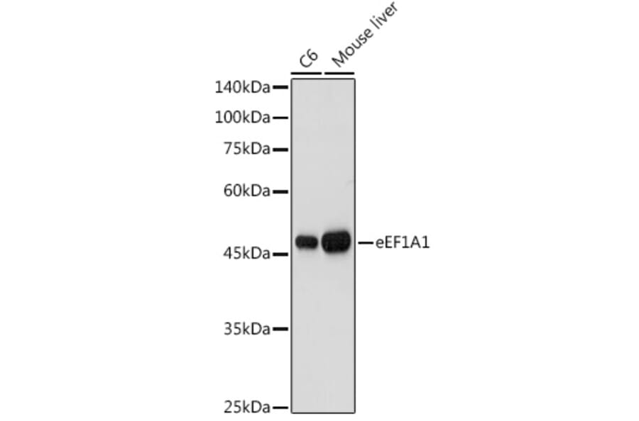 Western Blot - Anti-eEF1A1/EF-Tu Antibody (A92031) - Antibodies.com