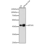 Western Blot - Anti-eEF1A1/EF-Tu Antibody (A92031) - Antibodies.com