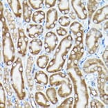 Immunohistochemistry - Anti-eEF1A1/EF-Tu Antibody (A92031) - Antibodies.com