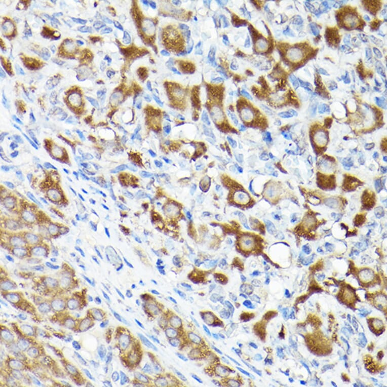 Immunohistochemistry - Anti-eEF1A1/EF-Tu Antibody (A92031) - Antibodies.com