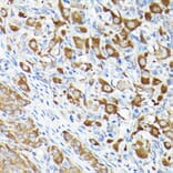 Immunohistochemistry - Anti-eEF1A1/EF-Tu Antibody (A92031) - Antibodies.com