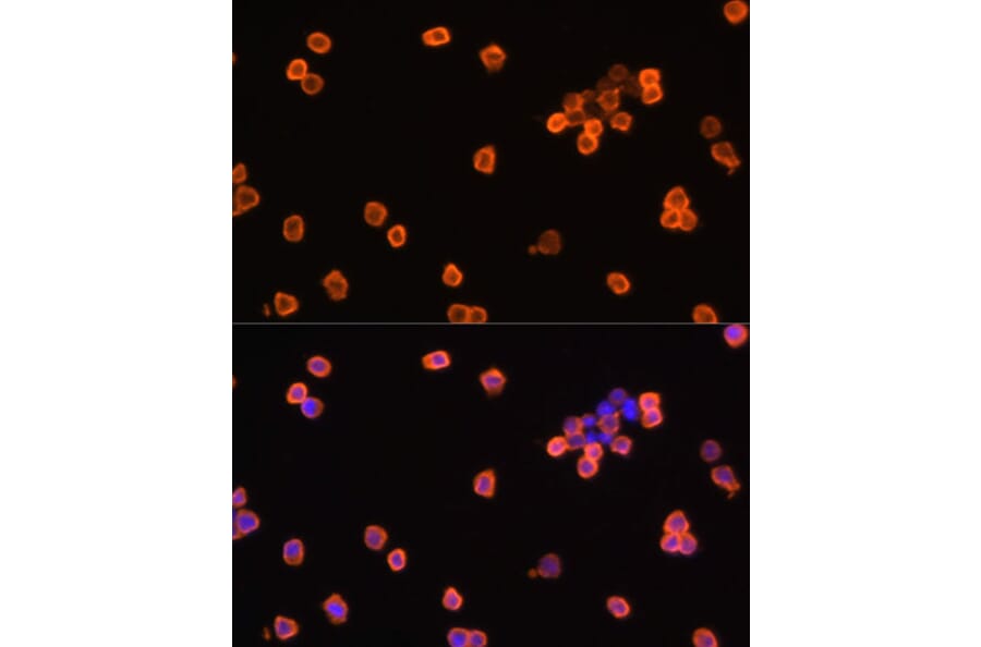 Immunofluorescence - Anti-eEF1A1/EF-Tu Antibody (A92031) - Antibodies.com