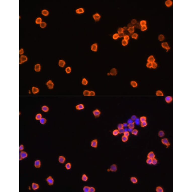 Immunofluorescence - Anti-eEF1A1/EF-Tu Antibody (A92031) - Antibodies.com