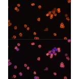 Immunofluorescence - Anti-eEF1A1/EF-Tu Antibody (A92031) - Antibodies.com