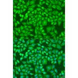 Immunofluorescence - Anti-Dishevelled 2 Antibody (A92033) - Antibodies.com