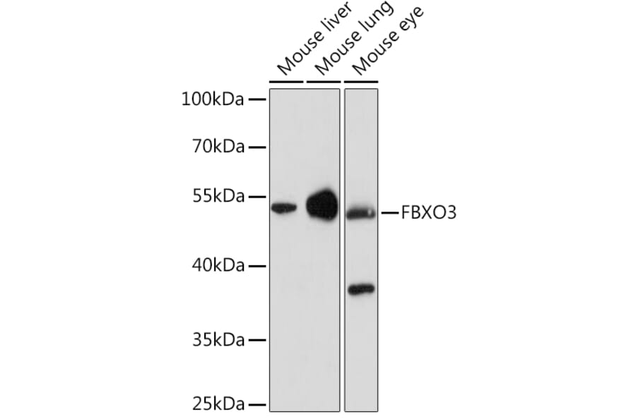 Western Blot - Anti-FBXO3 Antibody (A92034) - Antibodies.com