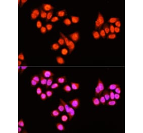 Immunofluorescence - Anti-ZNF408 Antibody (A92037) - Antibodies.com