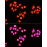 Immunofluorescence - Anti-ZNF408 Antibody (A92037) - Antibodies.com