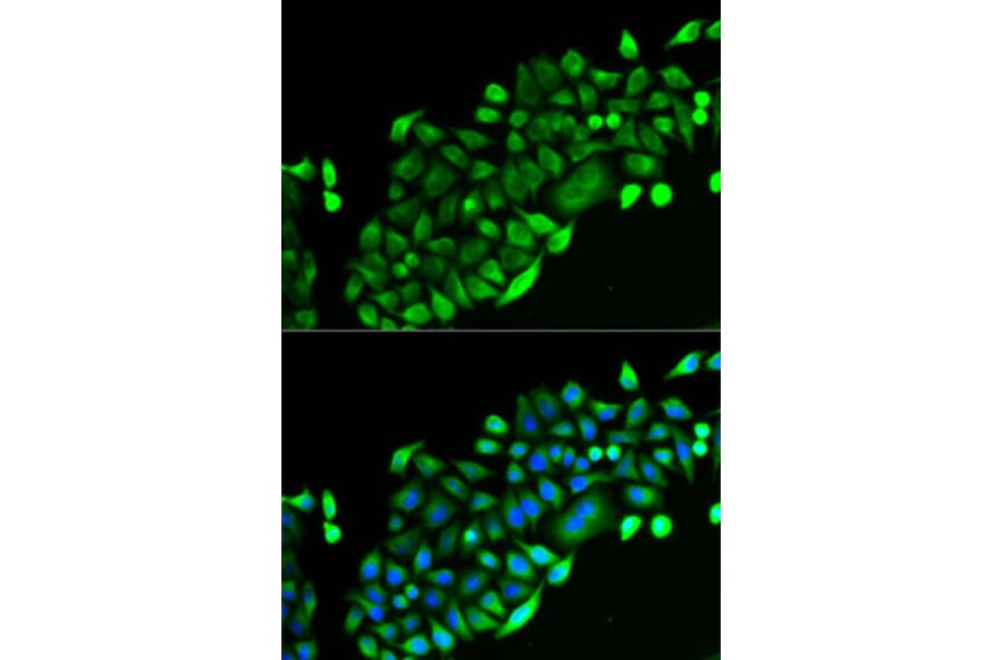 Immunofluorescence - Anti-GSTO2 Antibody (A92039) - Antibodies.com