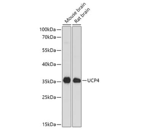 Western Blot - Anti-UCP4 Antibody (A92042) - Antibodies.com
