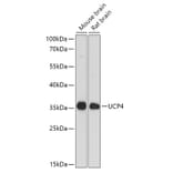 Western Blot - Anti-UCP4 Antibody (A92042) - Antibodies.com