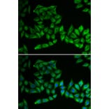 Immunofluorescence - Anti-TPMT Antibody (A92043) - Antibodies.com