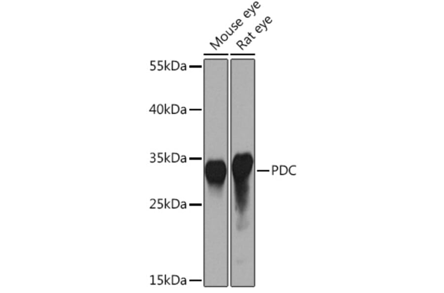 Western Blot - Anti-PHOS/PDC Antibody (A92044) - Antibodies.com