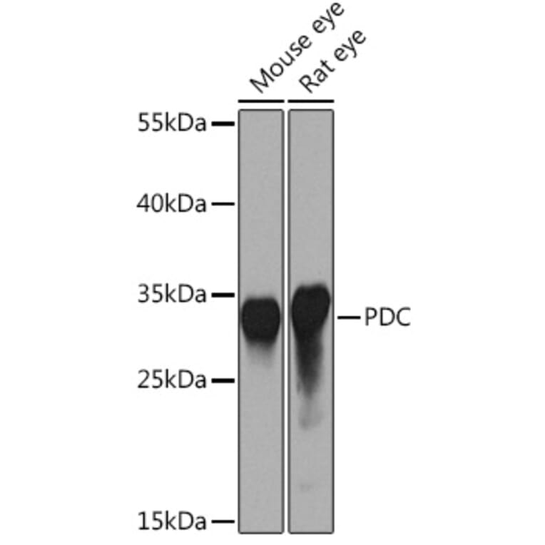 Western Blot - Anti-PHOS/PDC Antibody (A92044) - Antibodies.com