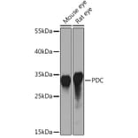 Western Blot - Anti-PHOS/PDC Antibody (A92044) - Antibodies.com