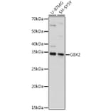 Western Blot - Anti-Gbx2 Antibody (A92048) - Antibodies.com