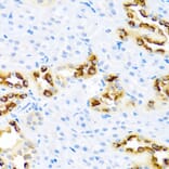 Immunohistochemistry - Anti-Kallikrein 11 Antibody (A92049) - Antibodies.com