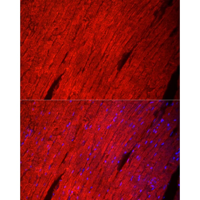 Immunofluorescence - Anti-Myosin Antibody (A92050) - Antibodies.com