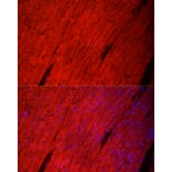 Immunofluorescence - Anti-Myosin Antibody (A92050) - Antibodies.com