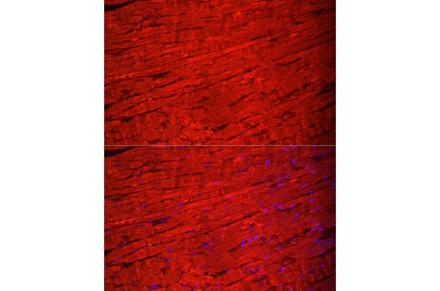 Immunofluorescence - Anti-Myosin Antibody (A92050) - Antibodies.com