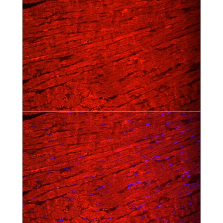 Immunofluorescence - Anti-Myosin Antibody (A92050) - Antibodies.com