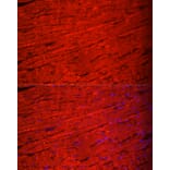 Immunofluorescence - Anti-Myosin Antibody (A92050) - Antibodies.com