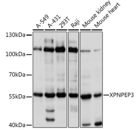 Western Blot - Anti-XPNPEP3 Antibody (A92053) - Antibodies.com