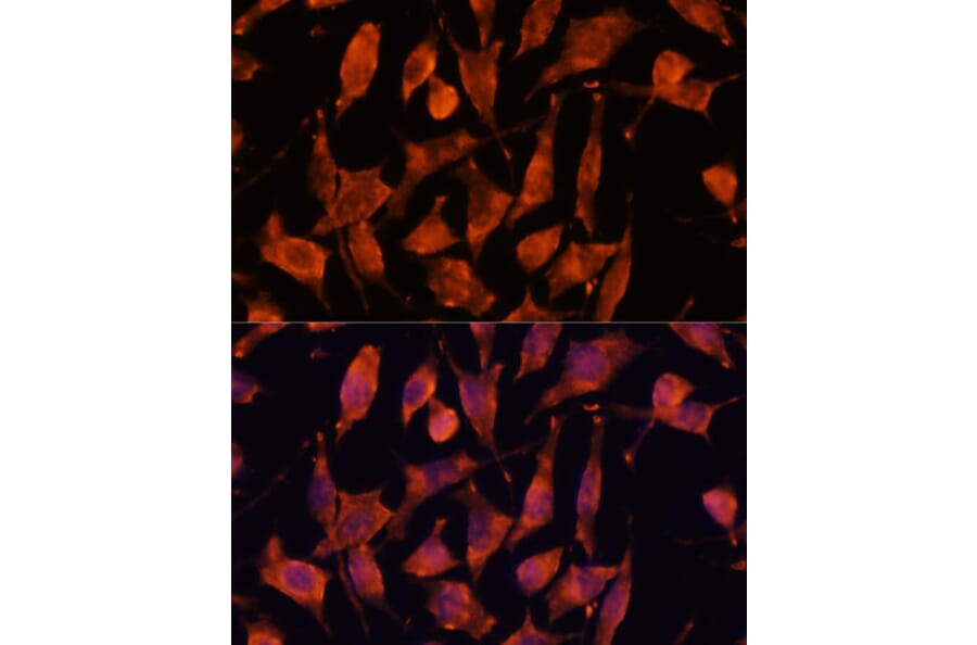 Immunofluorescence - Anti-XPNPEP3 Antibody (A92053) - Antibodies.com