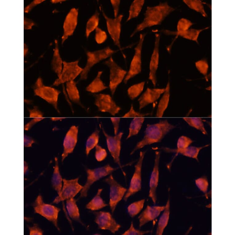 Immunofluorescence - Anti-XPNPEP3 Antibody (A92053) - Antibodies.com