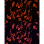 Immunofluorescence - Anti-XPNPEP3 Antibody (A92053) - Antibodies.com