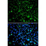 Immunofluorescence - Anti-KLF15 Antibody (A92059) - Antibodies.com