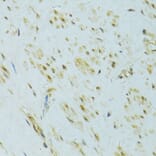 Immunohistochemistry - Anti-XBP1 Antibody (A14651) - Antibodies.com
